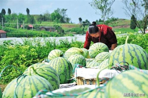 朝阳热心市民吃瓜事件视频,一场网络热议的幕后真相揭秘