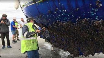 船湾吃瓜群众事件视频,一场网络热议的围观与反思