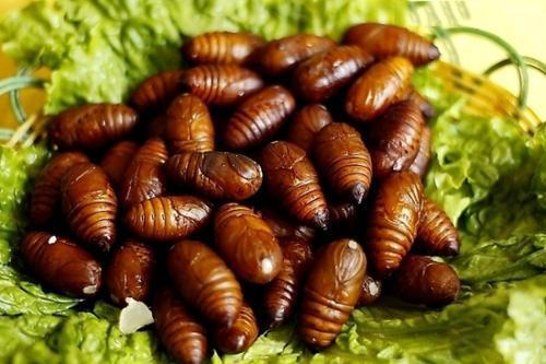 蚕蛹吃瓜的视频大全,一场生态奇观的视频记录