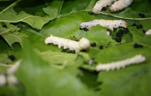 蚕蛹吃瓜的视频大全,一场生态奇观的视频记录