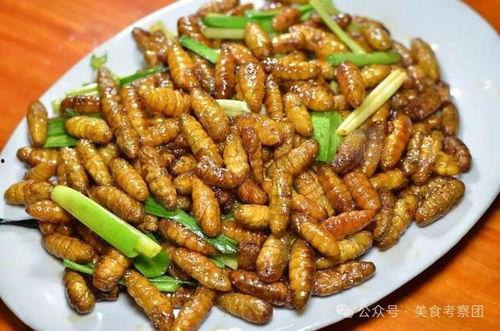 蚕蛹吃瓜的视频大全,一场生态奇观的视频记录