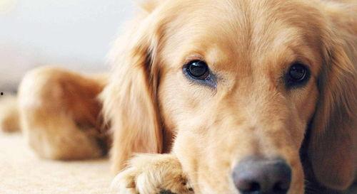 小金毛可以吃小瓜吗视频,揭秘小瓜是否适合它们享用