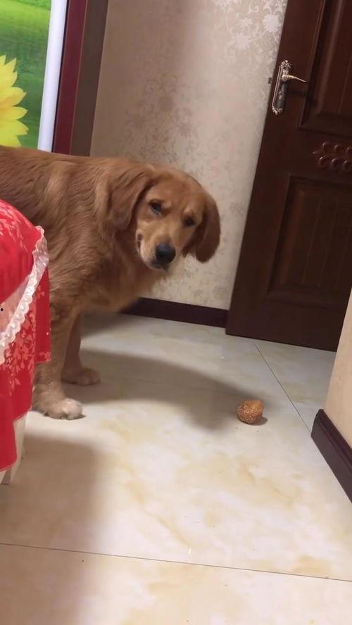 小金毛可以吃小瓜吗视频,揭秘小瓜是否适合它们享用