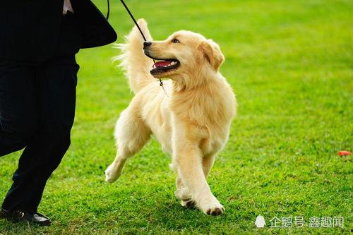 小金毛可以吃小瓜吗视频,揭秘小瓜是否适合它们享用