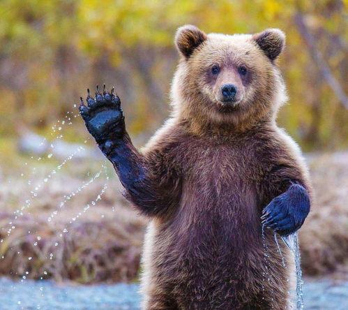 吃瓜小熊网红视频,揭秘网红视频背后的趣味与魅力