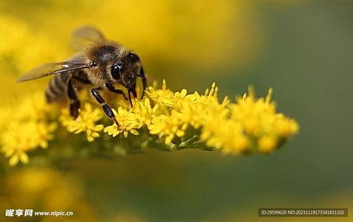 蜜蜂吃瓜小视频,揭秘蜜蜂与瓜果的甜蜜邂逅