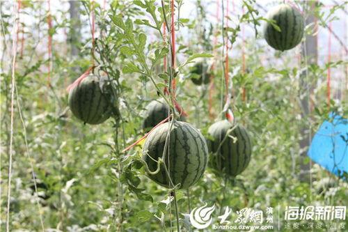 烟台沙河吃瓜事件视频,一场引发热议的网络围观