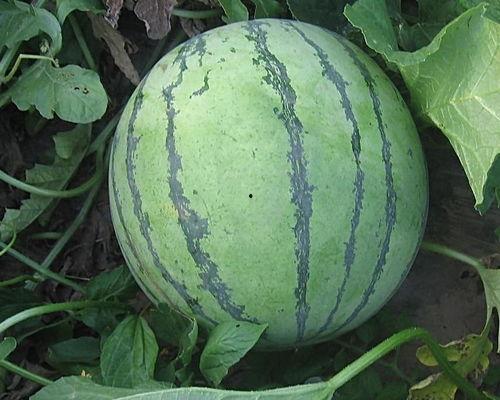 中瓜怎么吃最好吃视频讲解,视频详解，解锁最佳口感秘诀