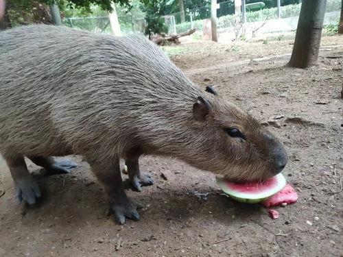 小动物吃瓜的样子视频,萌宠吃瓜瞬间捕捉