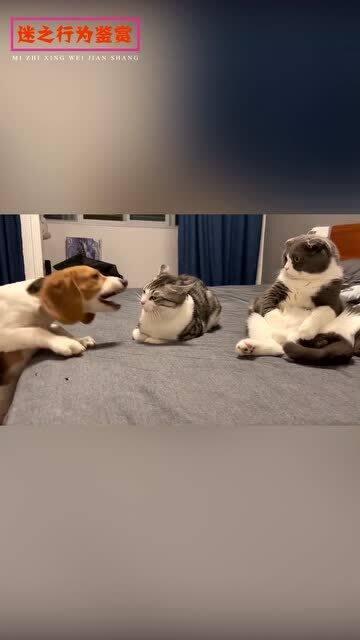 小动物吃瓜的样子视频,萌宠吃瓜瞬间捕捉