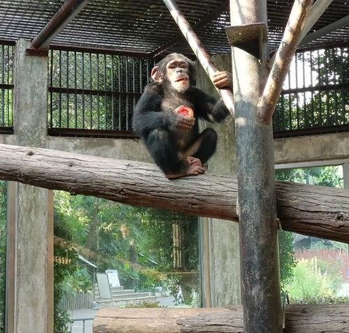 小动物吃瓜的样子视频,萌宠吃瓜瞬间捕捉