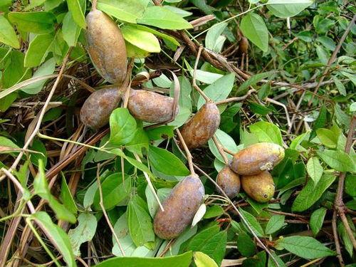 吃野生八月瓜小视频,视频带你领略自然馈赠