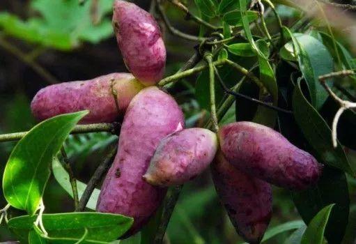 吃野生八月瓜小视频,视频带你领略自然馈赠