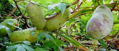 吃野生八月瓜小视频,视频带你领略自然馈赠