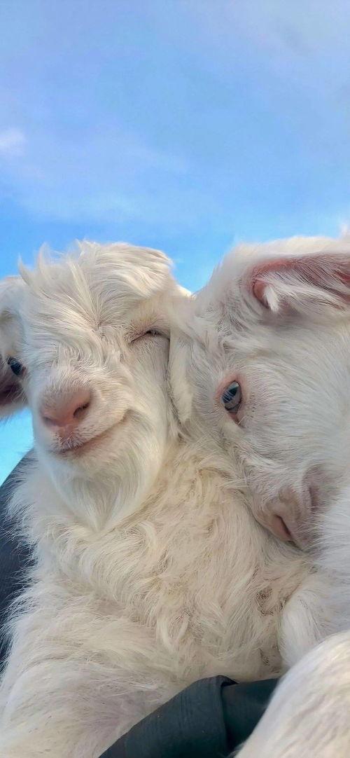 抖音小羊吃瓜视频大全,小羊吃瓜视频大全，萌趣瞬间尽收眼底