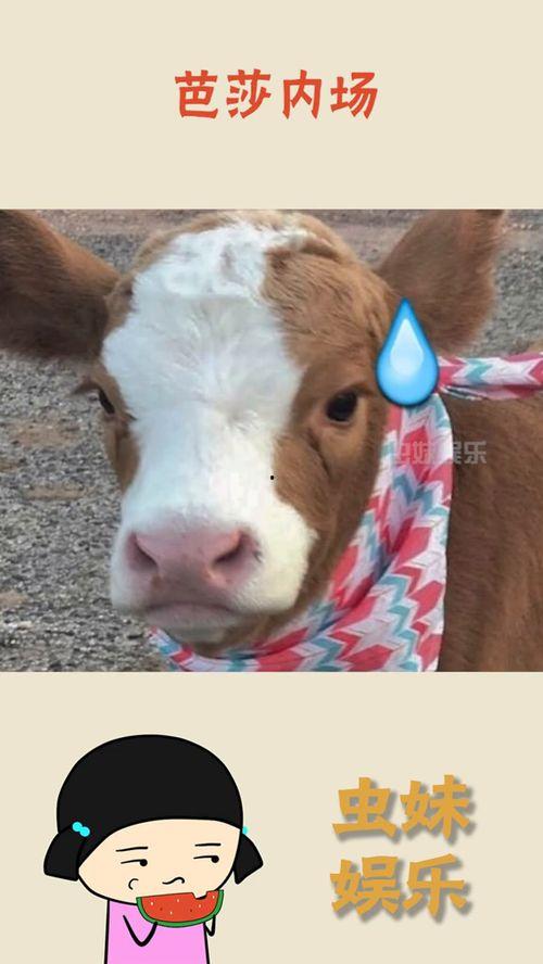 抖音小羊吃瓜视频大全,小羊吃瓜视频大全，萌趣瞬间尽收眼底