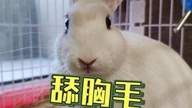 抖音小羊吃瓜视频大全,小羊吃瓜视频大全，萌趣瞬间尽收眼底