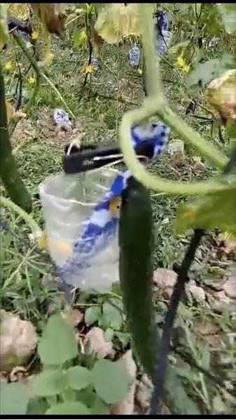 介休吃瓜视频环环,环环相扣的趣味追踪