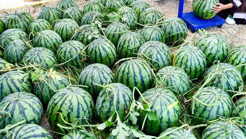 中国顶级吃瓜比赛视频,中国顶级吃瓜比赛精彩瞬间大盘点