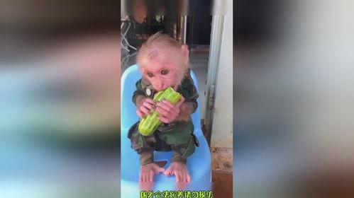 爱吃瓜吃货视频大全在线观看,吃货视频大全在线观看指南