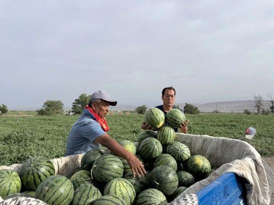 吃瓜的季节教学视频,跟随“吃瓜的季节”教学视频，解锁夏日美食新体验