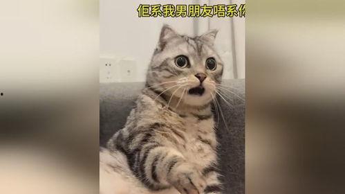 猫在线吃瓜视频,一起围观猫咪在线吃瓜视频