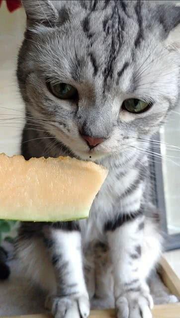 猫在线吃瓜视频,一起围观猫咪在线吃瓜视频