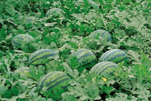 韩城吃瓜现场视频大全,视频大全揭秘幕后真相