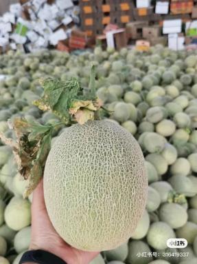 新疆放羊吃蜜瓜视频,羊群边吃蜜瓜边漫步