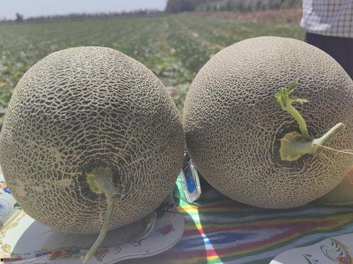 新疆放羊吃蜜瓜视频,羊群边吃蜜瓜边漫步