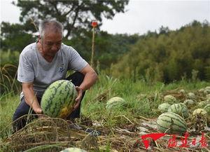 福建泉州吃瓜事件视频,一场网络热议的真相探寻