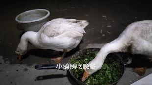 吃瓜鹅组热议视频,揭秘热门视频背后的故事与真相