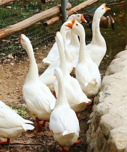 吃瓜鹅组热议视频,揭秘热门视频背后的故事与真相