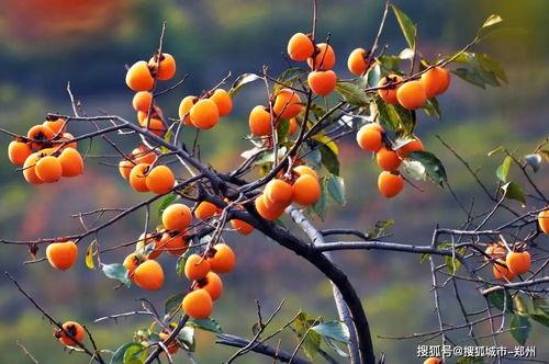 河边柿子树吃瓜视频,一场欢乐的吃瓜盛宴