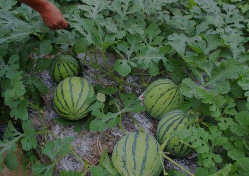 两父子挖西瓜吃瓜视频,共享田园美味时光