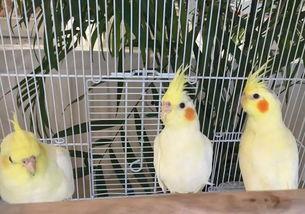 三只羊吃瓜群众视频在线观看,趣味横生的欢乐时光