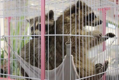 三只羊吃瓜群众视频在线观看,趣味横生的欢乐时光