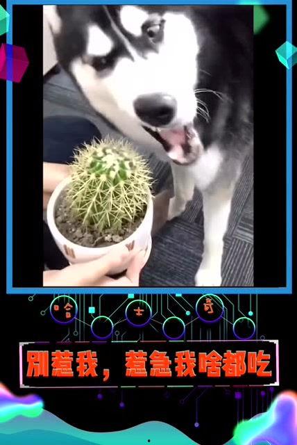 着急吃瓜搞笑视频大全,笑料横生！紧急围观搞笑吃瓜视频大盘点