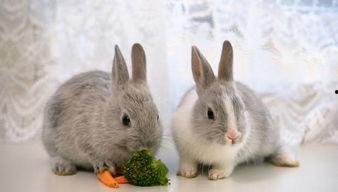 吃瓜不吐籽的兔子故事视频,一场奇妙的冒险之旅