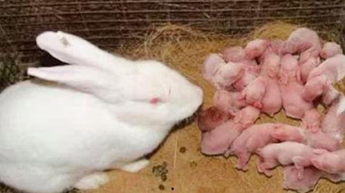 吃瓜不吐籽的兔子故事视频,一场奇妙的冒险之旅