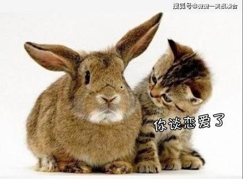 吃瓜不吐籽的兔子故事视频,一场奇妙的冒险之旅