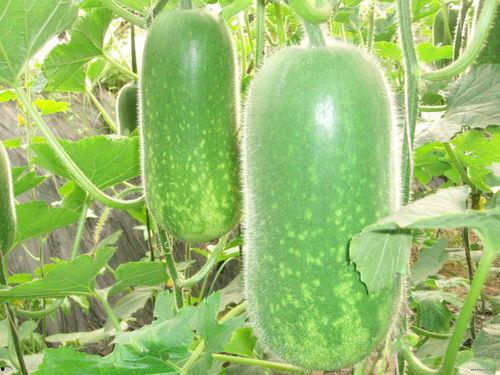 吃半个石头瓜视频大全,半颗石头瓜的奇幻之旅