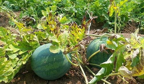 立秋后可以吃丑瓜吗视频,揭秘秋季养生新宠