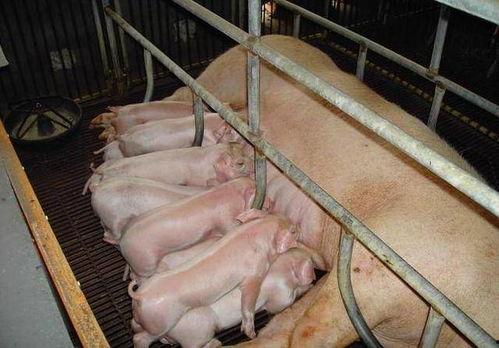 卤鸡瓜能给母猪吃吗视频,母猪适宜食用卤鸡瓜的营养分析及注意事项