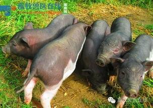 卤鸡瓜能给母猪吃吗视频,母猪适宜食用卤鸡瓜的营养分析及注意事项