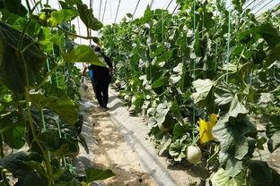 关于休息吃瓜的视频,跟随视频一起享受休息时光的“吃瓜”之旅