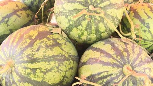 徐州新沂吃瓜事件视频,一场网络热议的真相揭秘