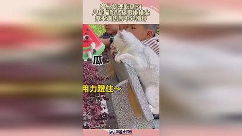 八卦吃瓜教育孩子视频,寓教于乐的育儿智慧