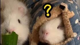 豚鼠吃瓜视频,萌态十足引网友爆笑