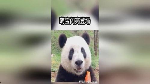 吃瓜熊猫搞笑视频大全下载,欢乐时刻一网打尽